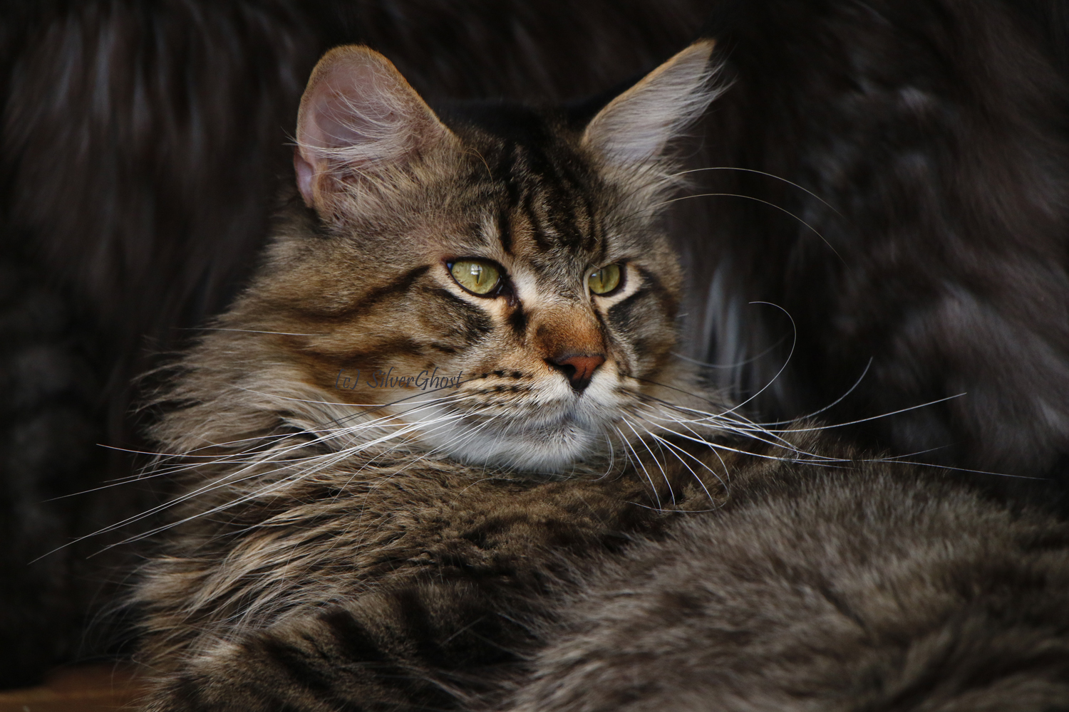 _MG_0903_Uther_14-11-2020_1500x _MG_0903_Uther_14-11-2020_1500x