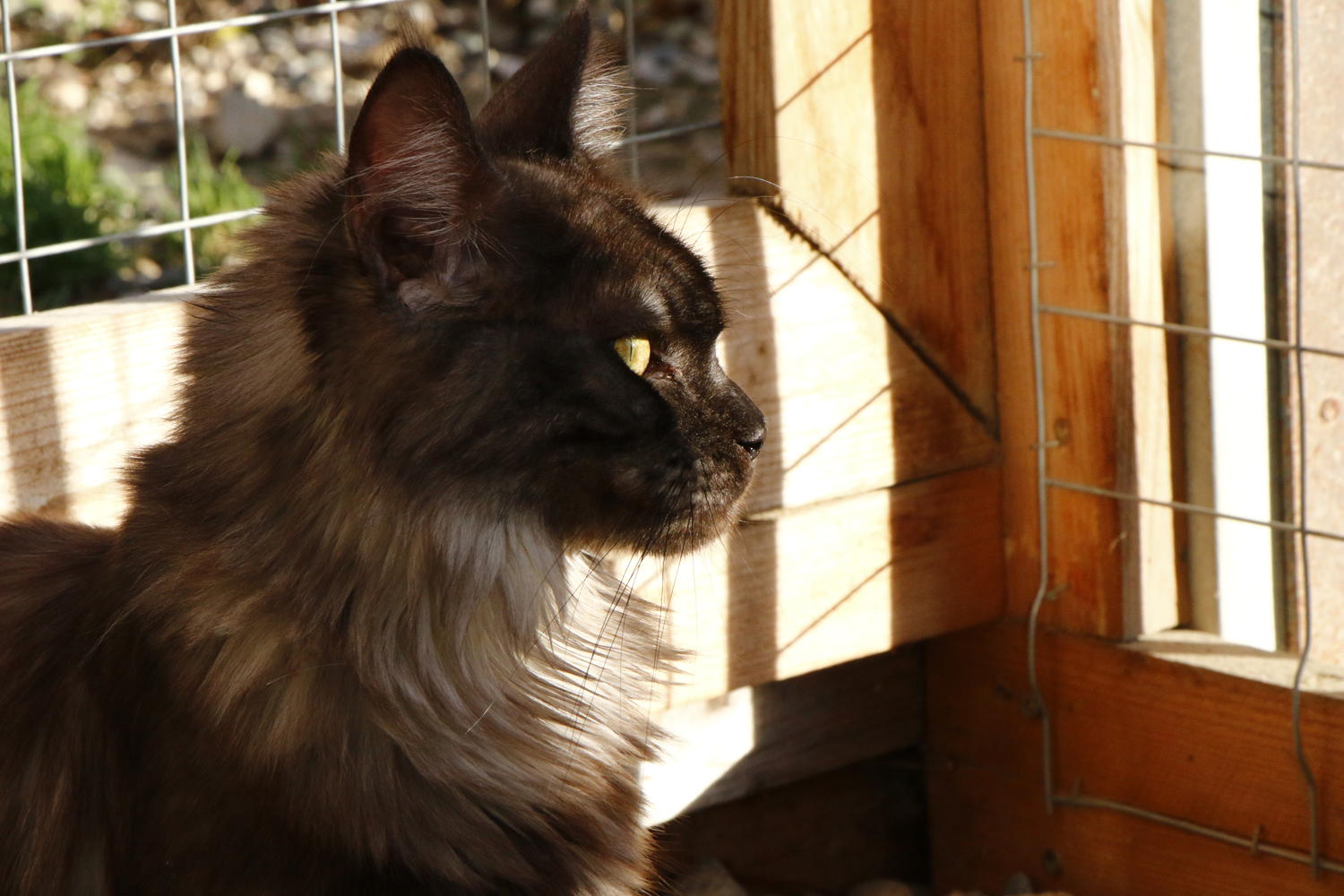 _MG_0833_Ygritte_14-11-2020_1500x _MG_0833_Ygritte_14-11-2020_1500x