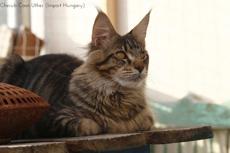 _MG_9804_Uther_1500x