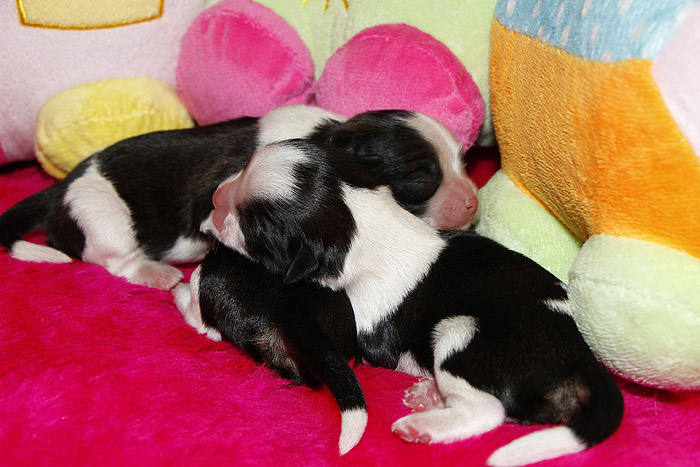 020_I_700x 020_I_700x