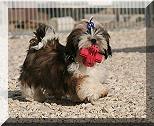 007 25-11-12 Button 158x
