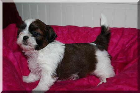 009 female #1 450x