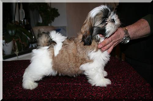 028 07-02-12 500x Remus