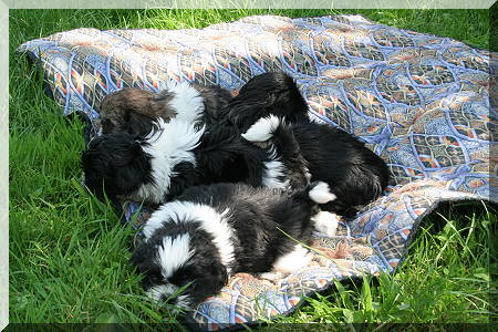 G-litter 30-06-09 002
