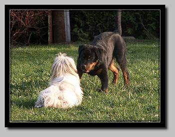 Hara Shiba & Marlon 1