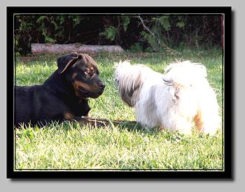 Hara Shiba & Marlon 2