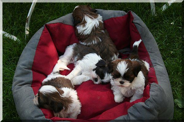 L-litter 600x1