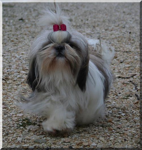 Missy 021 500x