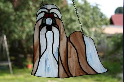 Shih Tzu amer. #3