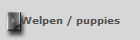 Welpen / puppies