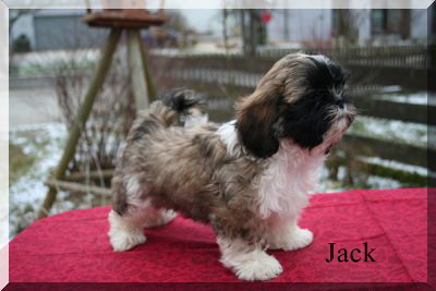 n 019 jack 400x