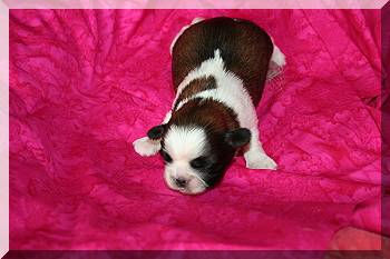 male 15-04-10 006