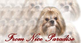nice paradise Banner