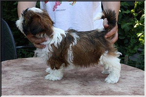 pup glossy en lala 021 300x