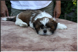 pup glossy en lala 030 300x