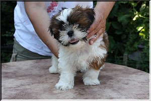 pup glossy en lala  300x