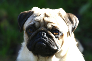 030 Albi 298x 030 Albi 298x